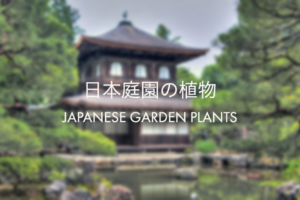日本庭園の植物は？役木（庭木）の種類や下草・苔・花を解説